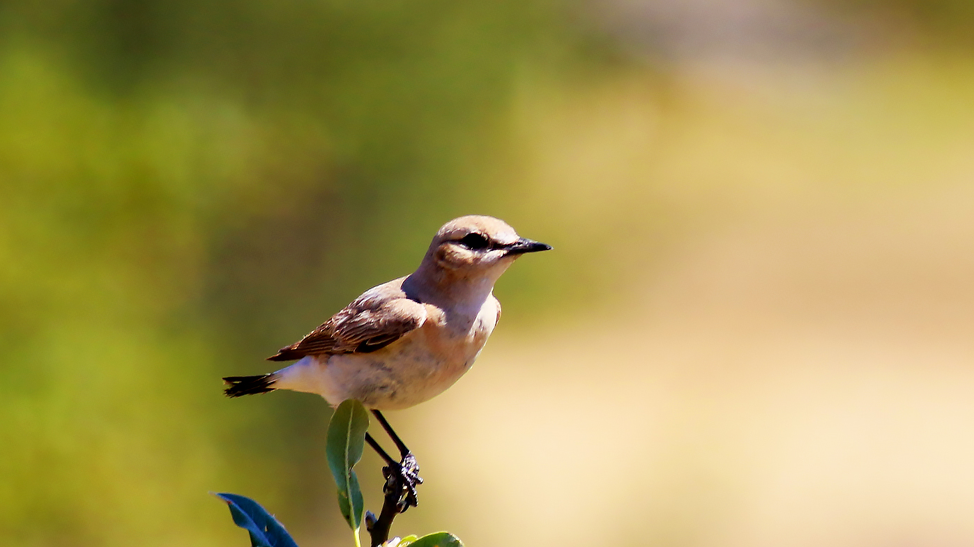 Northern Wheatear